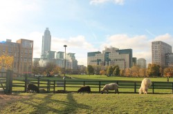 Vauxhall city farm in central London